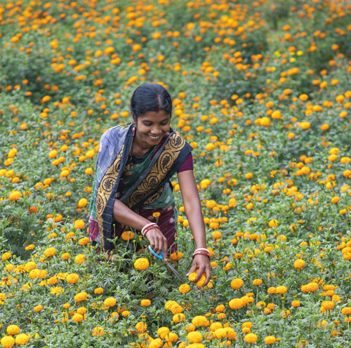 Chanchala India goudsbloem